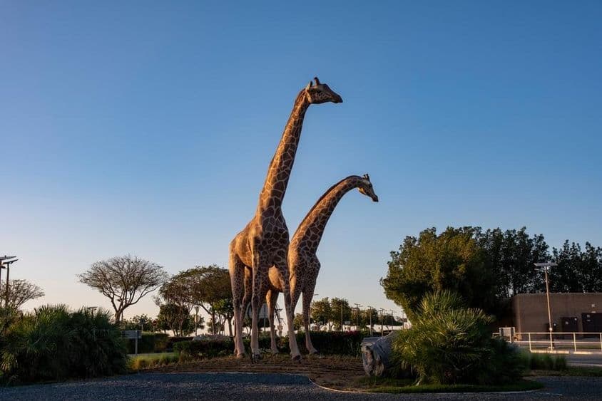 زرافے