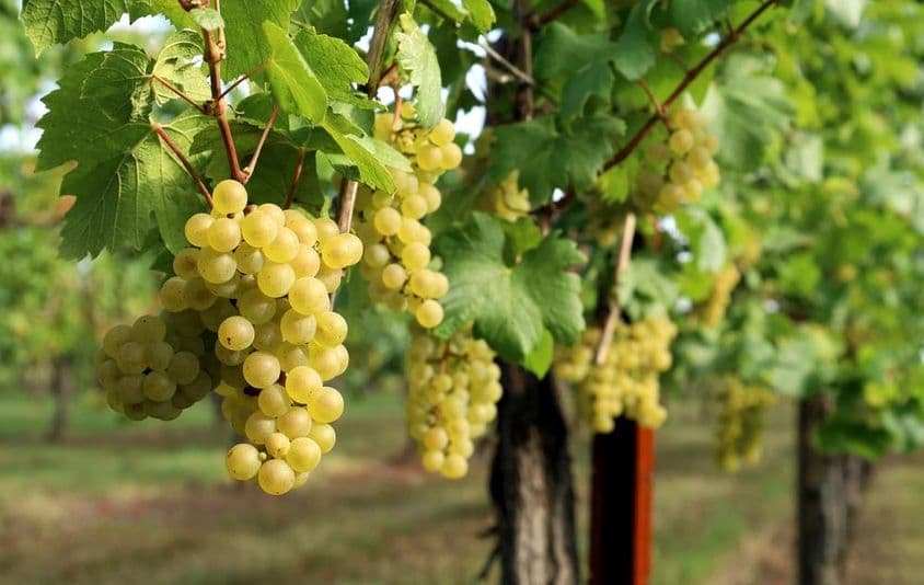 تصویر میں انگور کے پکنے ہوئے انگوروں کے ساتھ ایک انگور کاشتکاری کو دکھایا گیا ہے۔