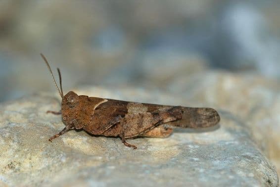 پتھر پر آرام کرتی ہوئی ٹڈی