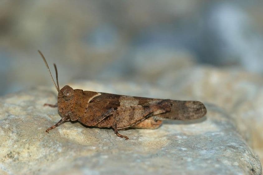 پتھر پر آرام کرتی ہوئی ٹڈی