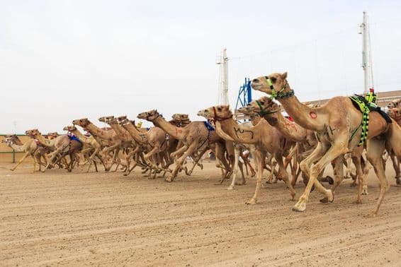 دبئی میں اونٹ دوڑ