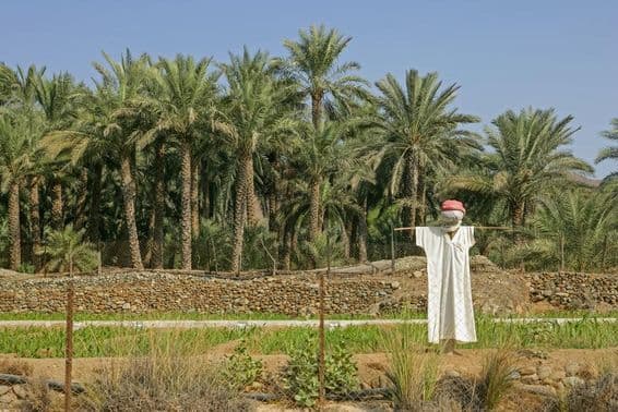 متحدہ عرب امارات کا زراعتی علاقہ، آگے ایک کٹھ پتلی موجود
