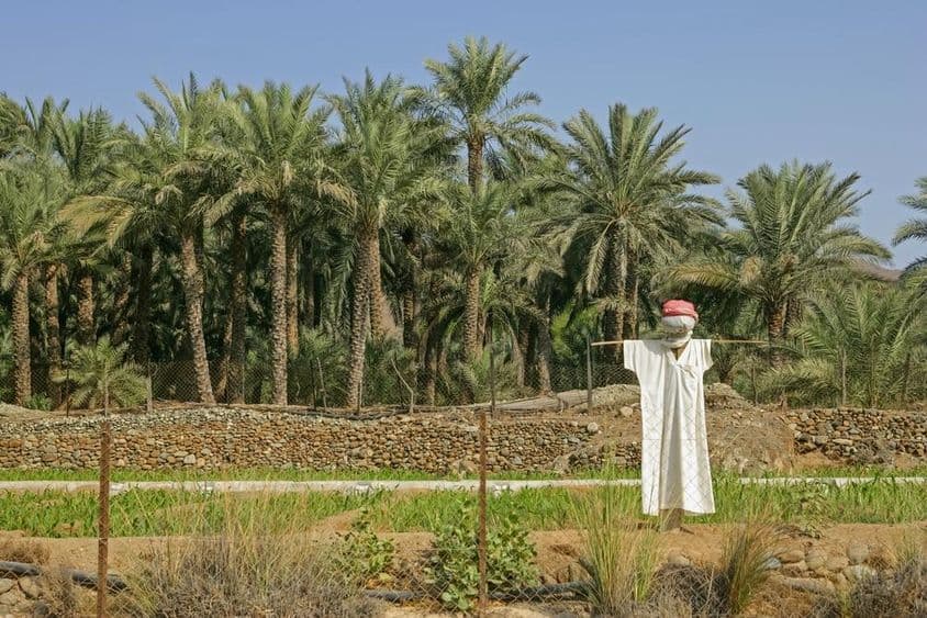 متحدہ عرب امارات کا زراعتی علاقہ، آگے ایک کٹھ پتلی موجود