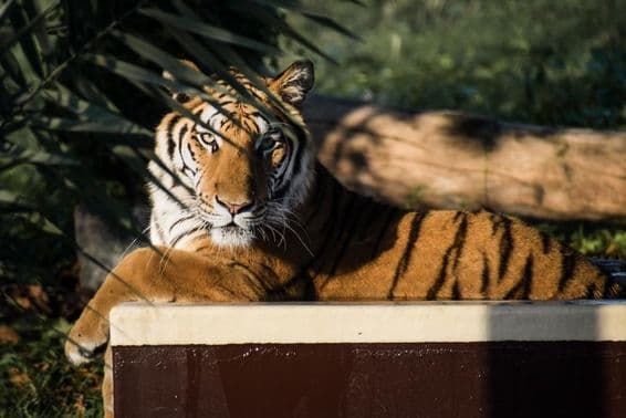 سایہ میں لیٹا ہوا شیر۔