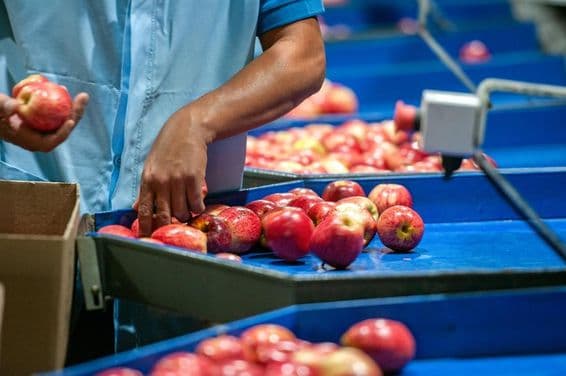 پیکیجنگ فیکٹری میں سیب چھانٹتا ہوا ایک شخص۔