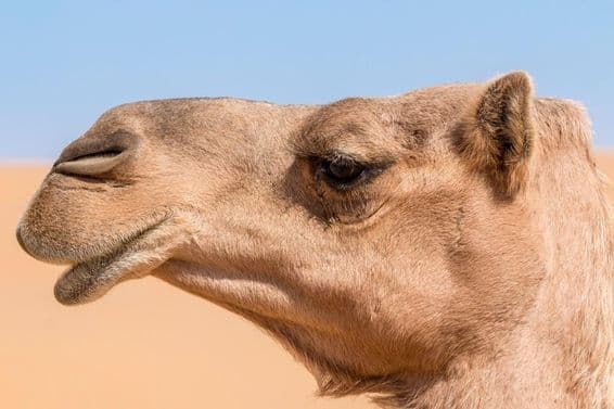 اونٹ کا سر۔