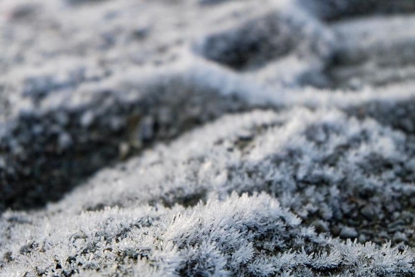 جمے ہوئے گھاس، جمے ہوئے جنگلی پھول