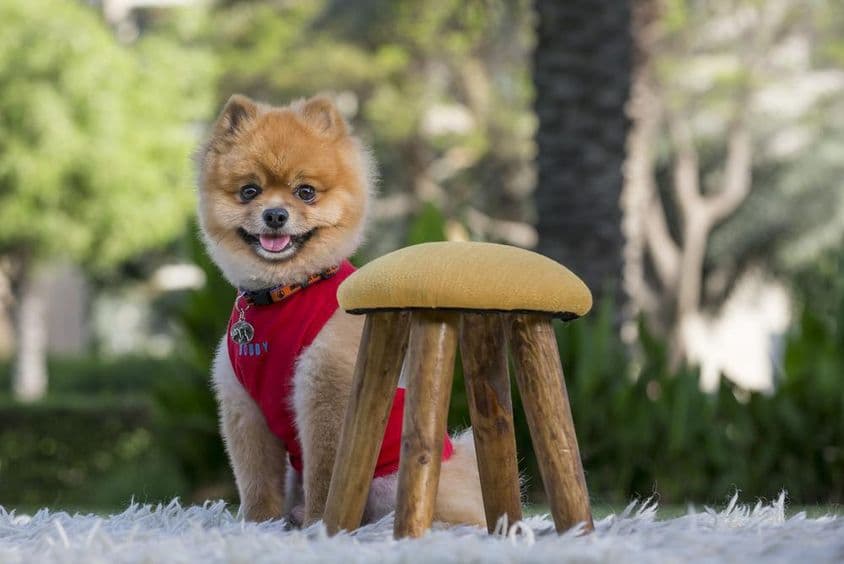 لال قمیض میں بروڈ پومیرینیائی کتا۔