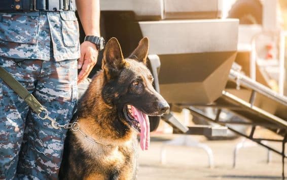 K9 جرمن شیفرڈ کتا۔