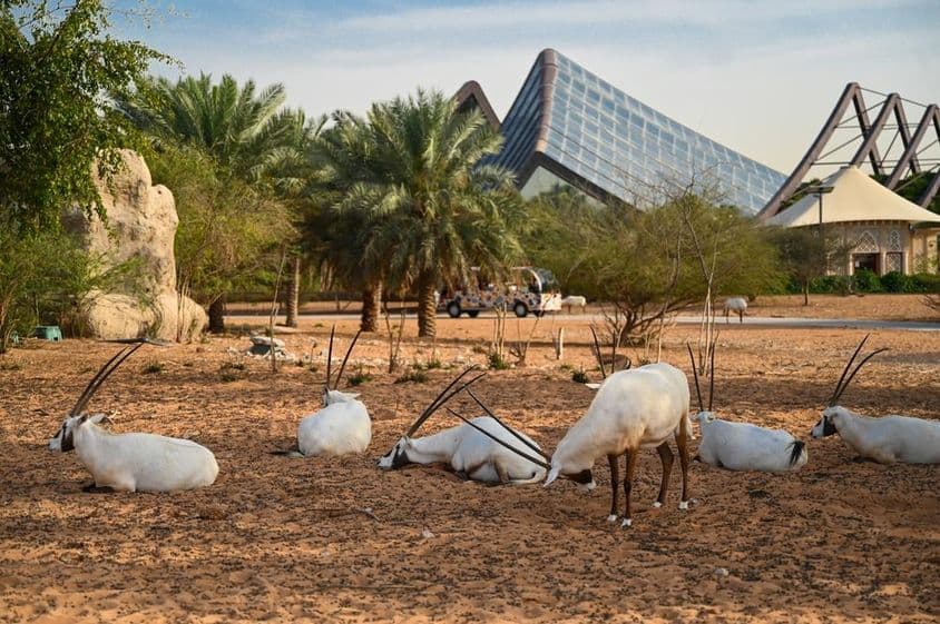 متحدہ عرب امارات، دبئی سفاری پارک