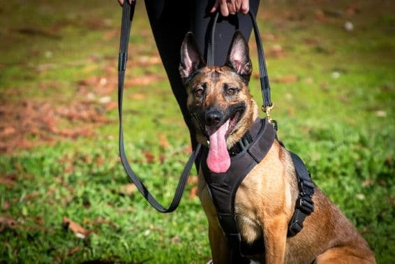 تربیت کے دوران کے ۹ کتا۔