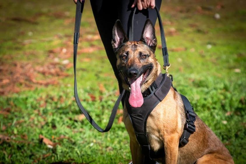 تربیت کے دوران کے ۹ کتا۔