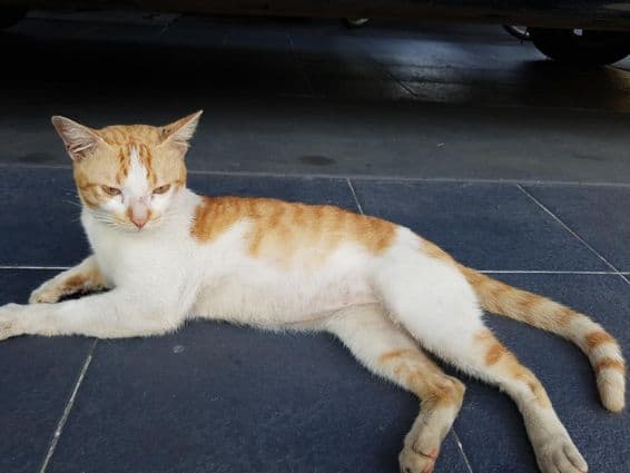 عربی مو، ایک نسل کی گھریلو بلی۔