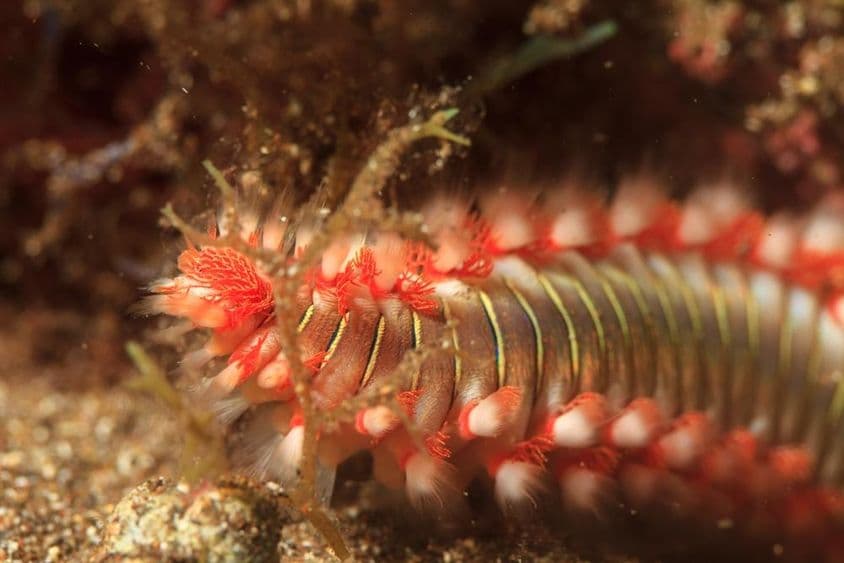 پانی میں سمندری فائر کیڑا۔