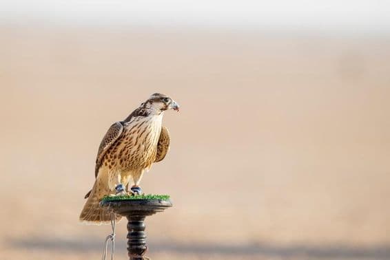 قطر کے مسیعید میں صحرا میں تربیت کے دوران باز