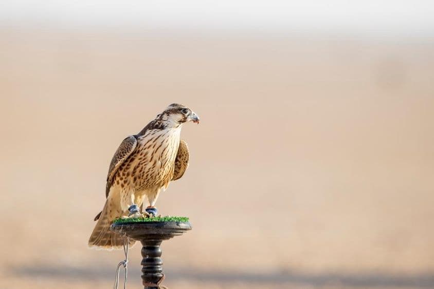 قطر کے مسیعید میں صحرا میں تربیت کے دوران باز