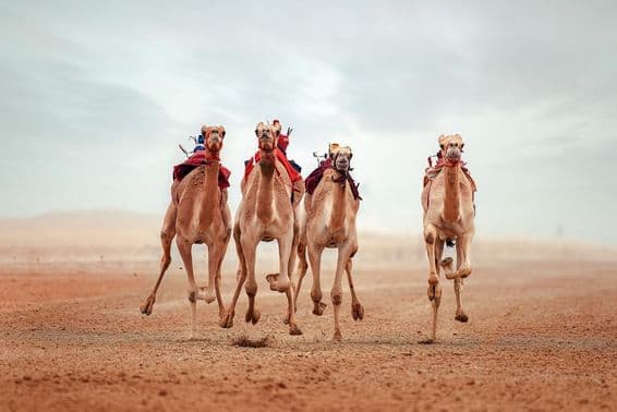 قطر، شاہانیہ اونٹ دوڑ ٹریک۔