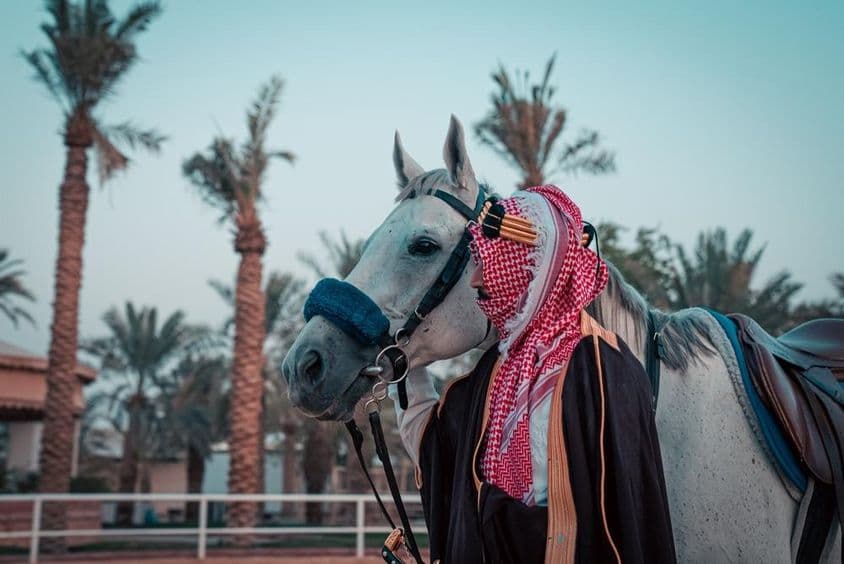 ایک گھوڑا پالم کے درختوں کے پس منظر کے ساتھ۔