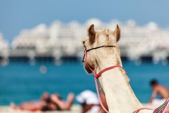 دبئی میں سردی اور سرد موسم میں اونٹ کی سواری بہت مقبول ہے۔