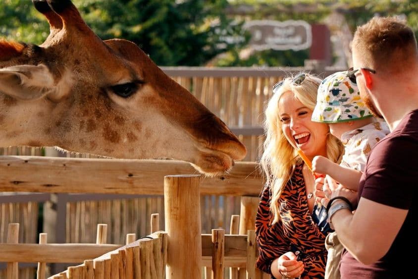 خاندان دبئی سفاری پارک میں جراف کو کھلاتے ہوئے لطف اندوز ہو رہا ہے۔