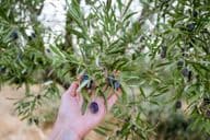 زیتون کے درخت پر نیلا زیتون ہاتھ میں پکڑا ہوا۔