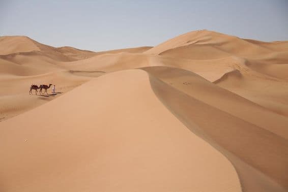 دبئی کے صحرا میں اونٹ