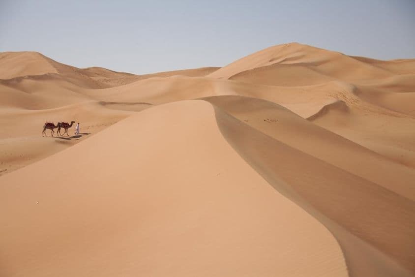 دبئی کے صحرا میں اونٹ