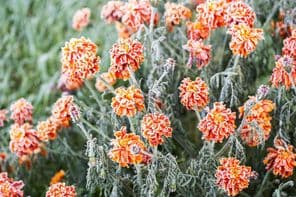 برف نے چمکدار نارنجی گیندا کو ڈھک دیا۔