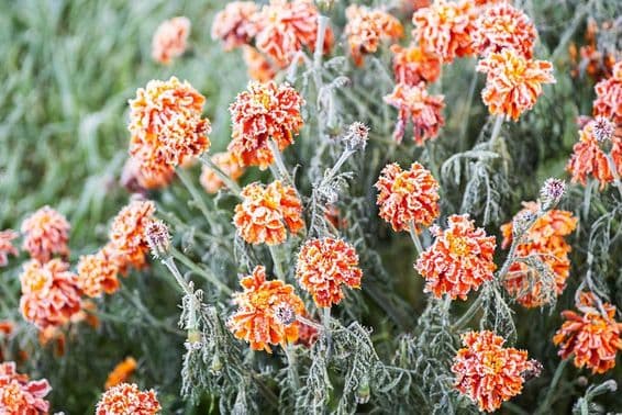 برف نے چمکدار نارنجی گیندا کو ڈھک دیا۔