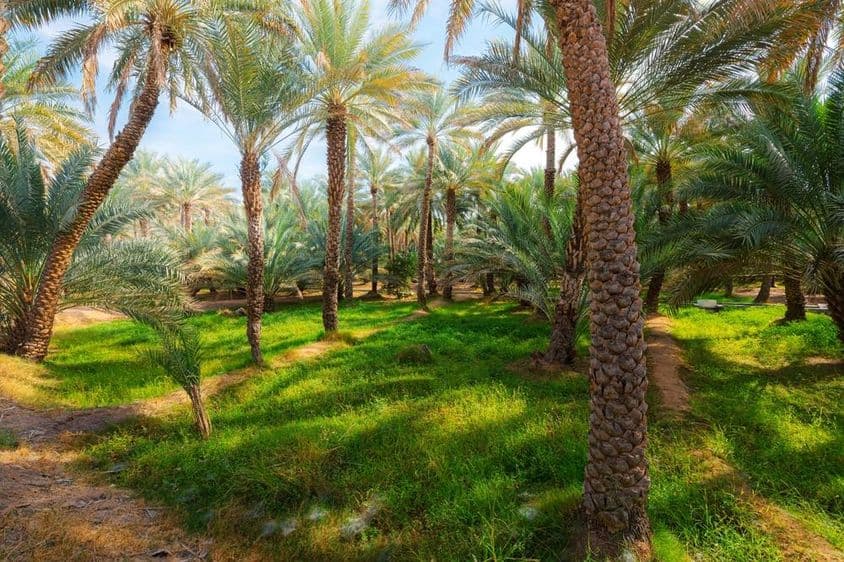 العین نخلستانی ثقافتی اور نباتاتی باغ میں کھجور کے درخت