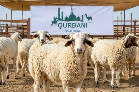 دبئی میں قربانی کی تیاری