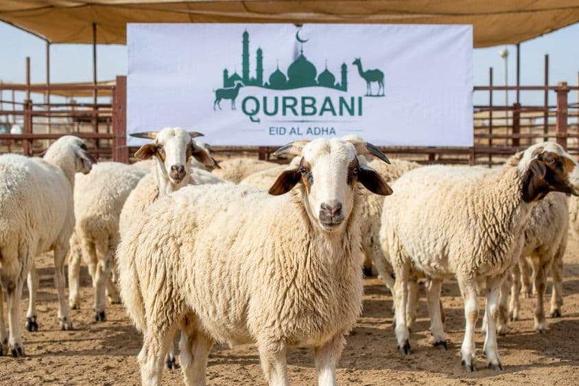 دبئی میں قربانی کی تیاری